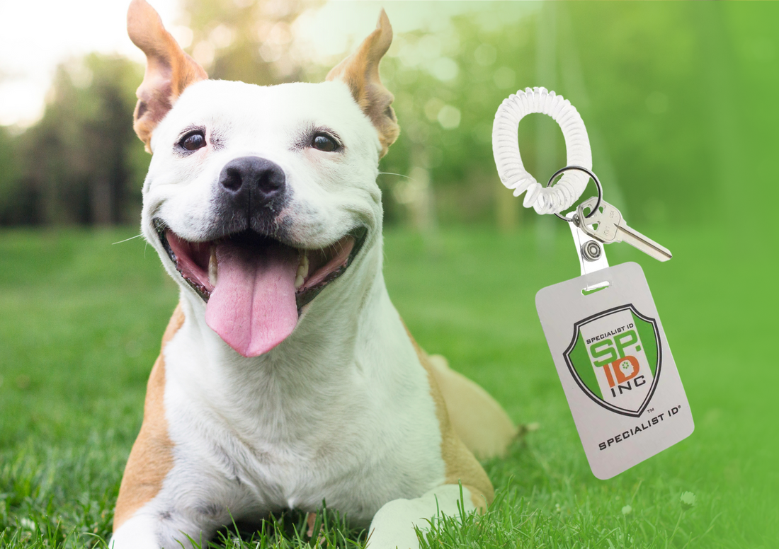 Three Products for Dog Owners During Dog Appreciation Month